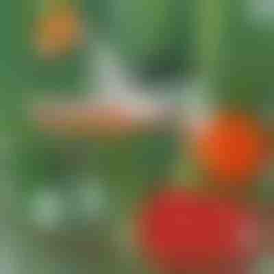 Професионален телбод за растения | PLANTBRAND